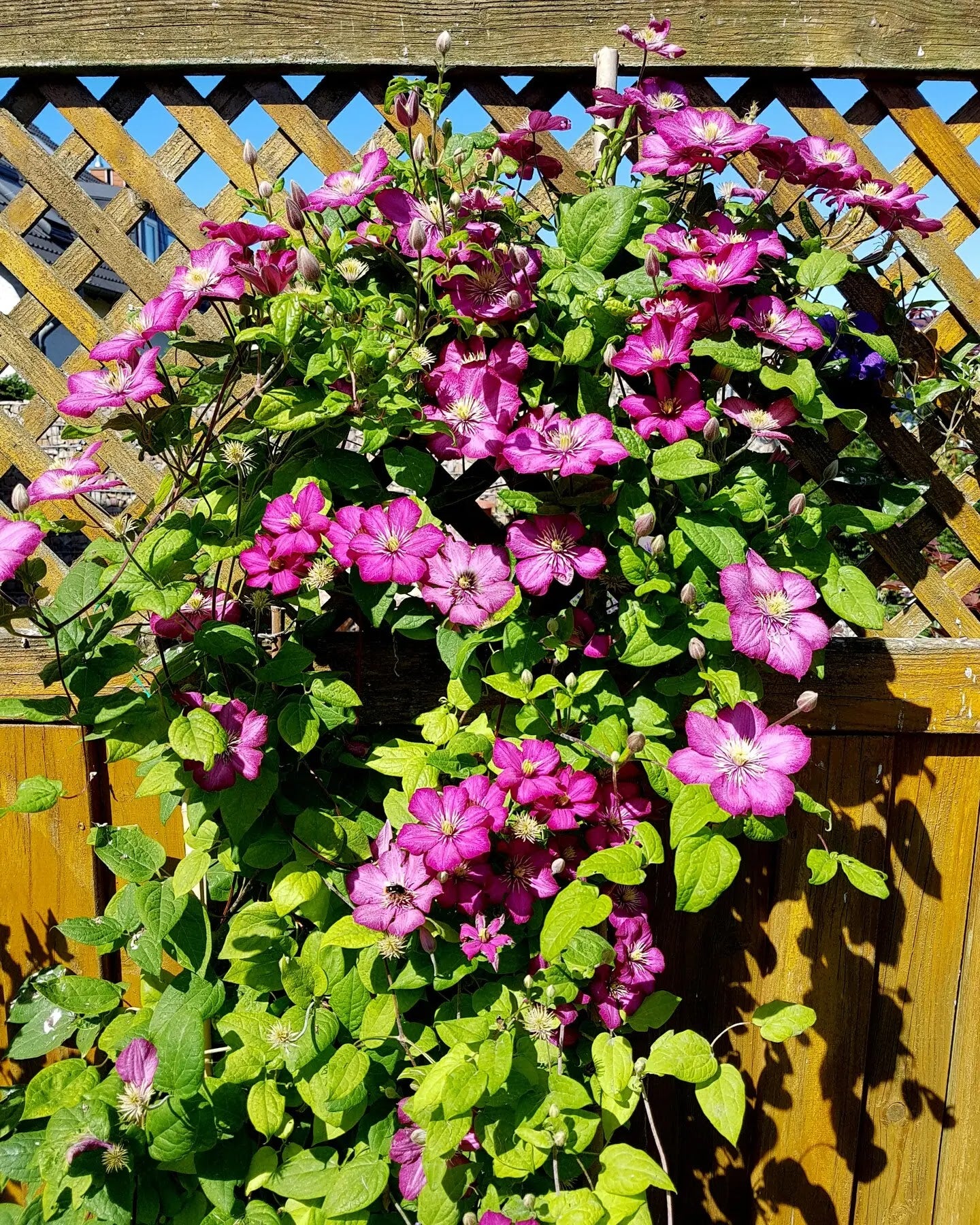 Clematis 'Ville De Lyon'