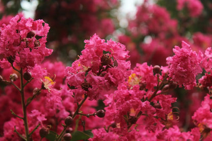 Lagerstroemia indica Petite Red arbusto nano con fiori rossi in giardino