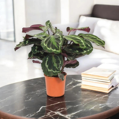 Calathea 'Medallion'