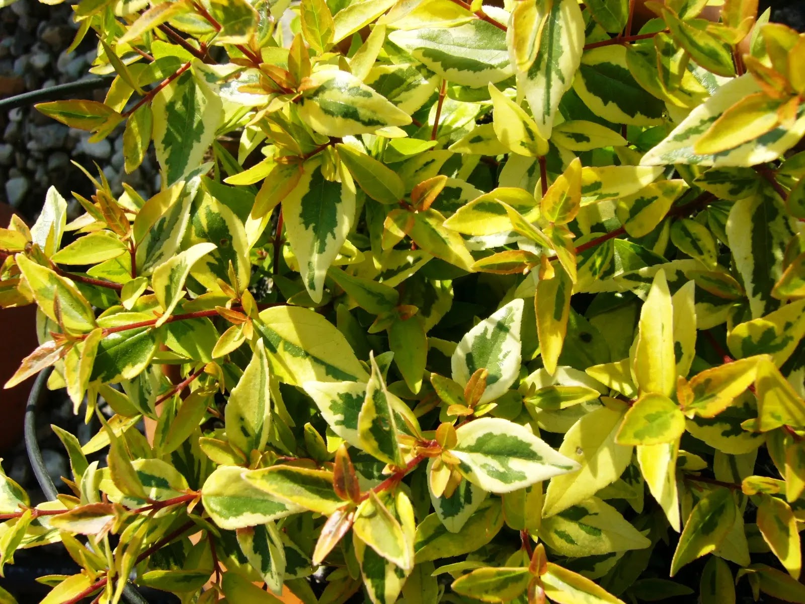 Abelia grandiflora 'Kaleidoscope'