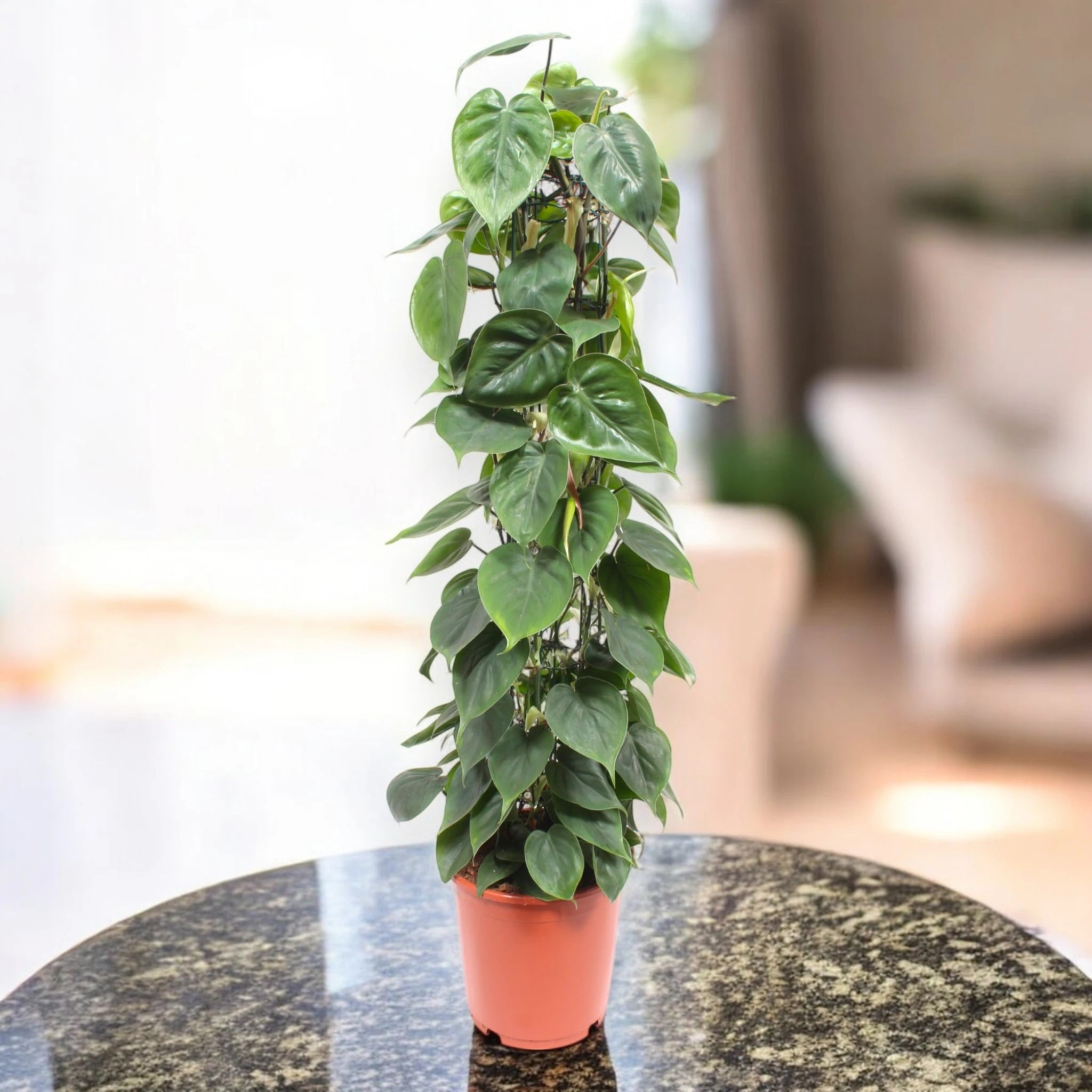 Philodendron scandens