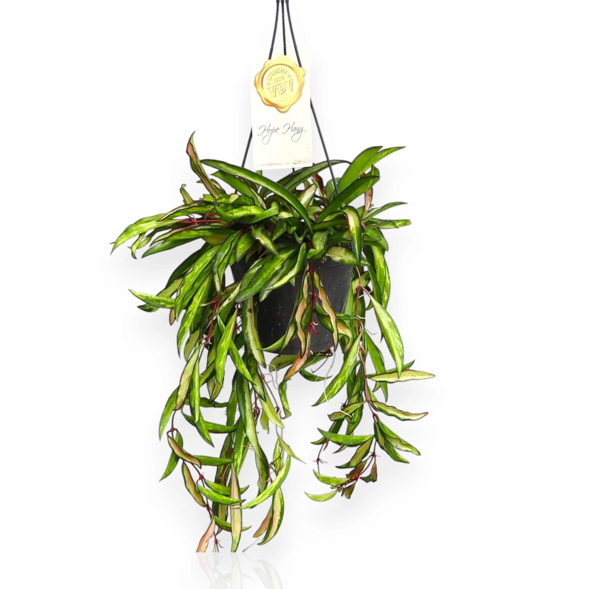 Hoya wayetii Tricolor in vaso sospeso con foglie variegated rosa verde crema ricadenti