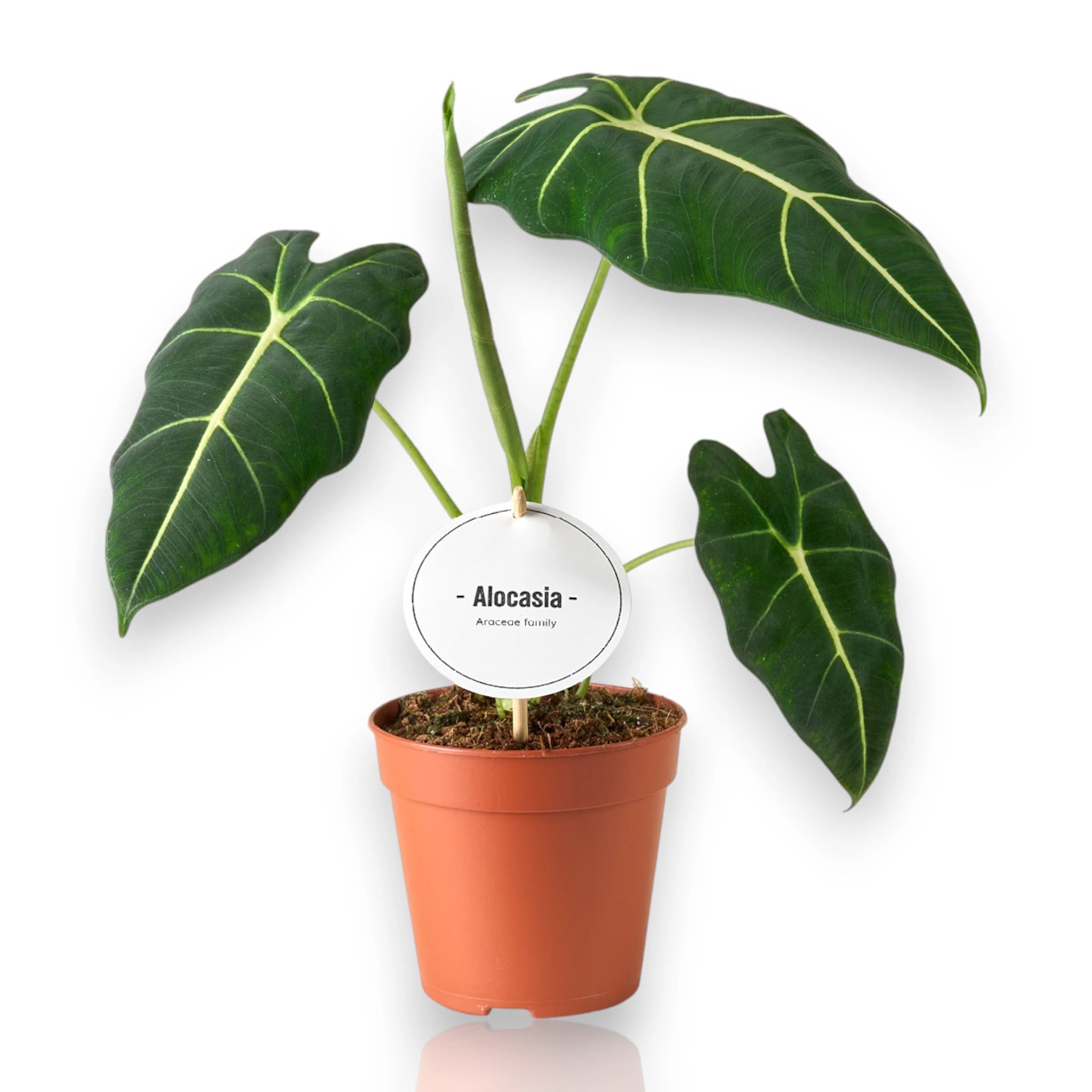 Alocasia 'Frydek'