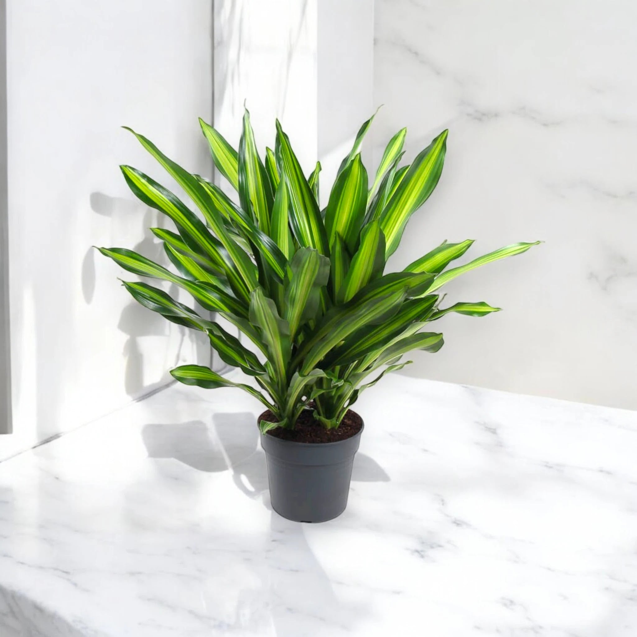 Dracaena fragrans 'Burley'