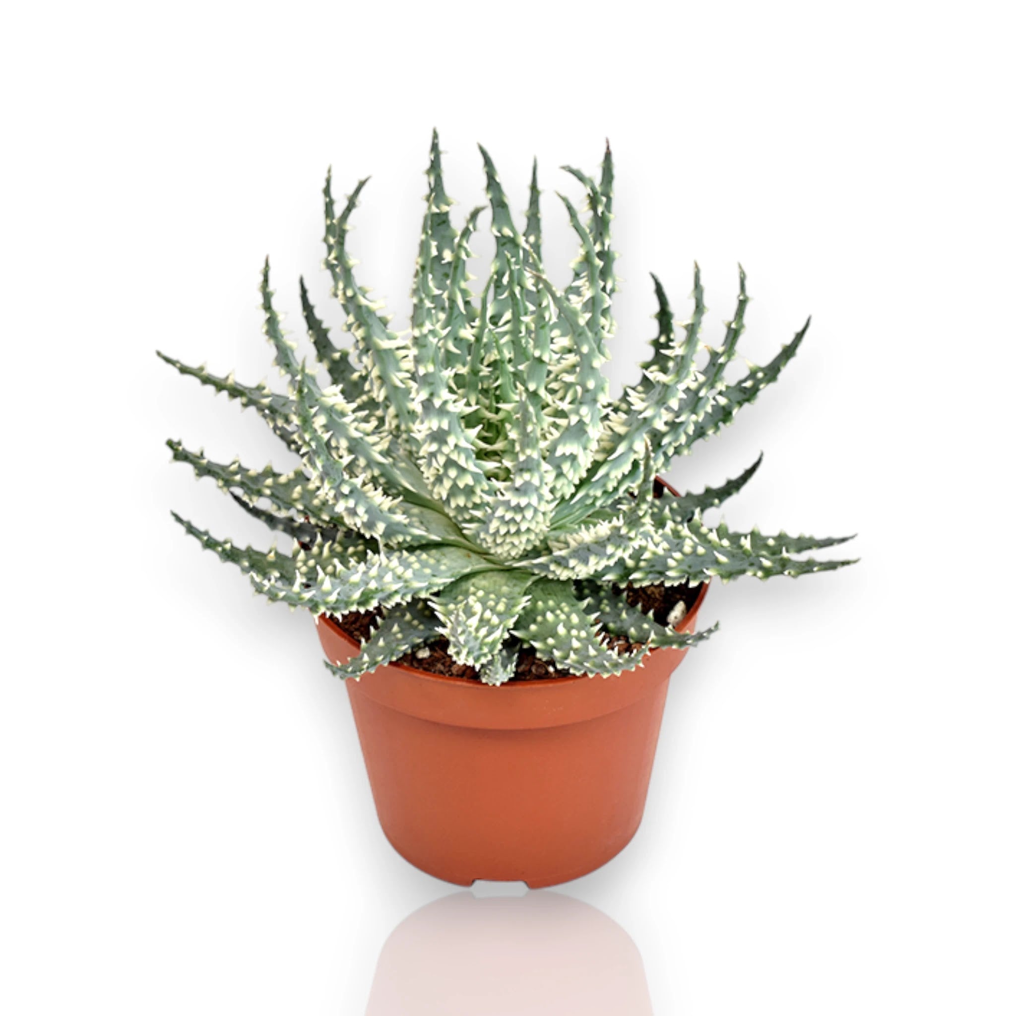 Aloe humilis con rosette compatte blu-verdi e spine bianche in vaso da interno