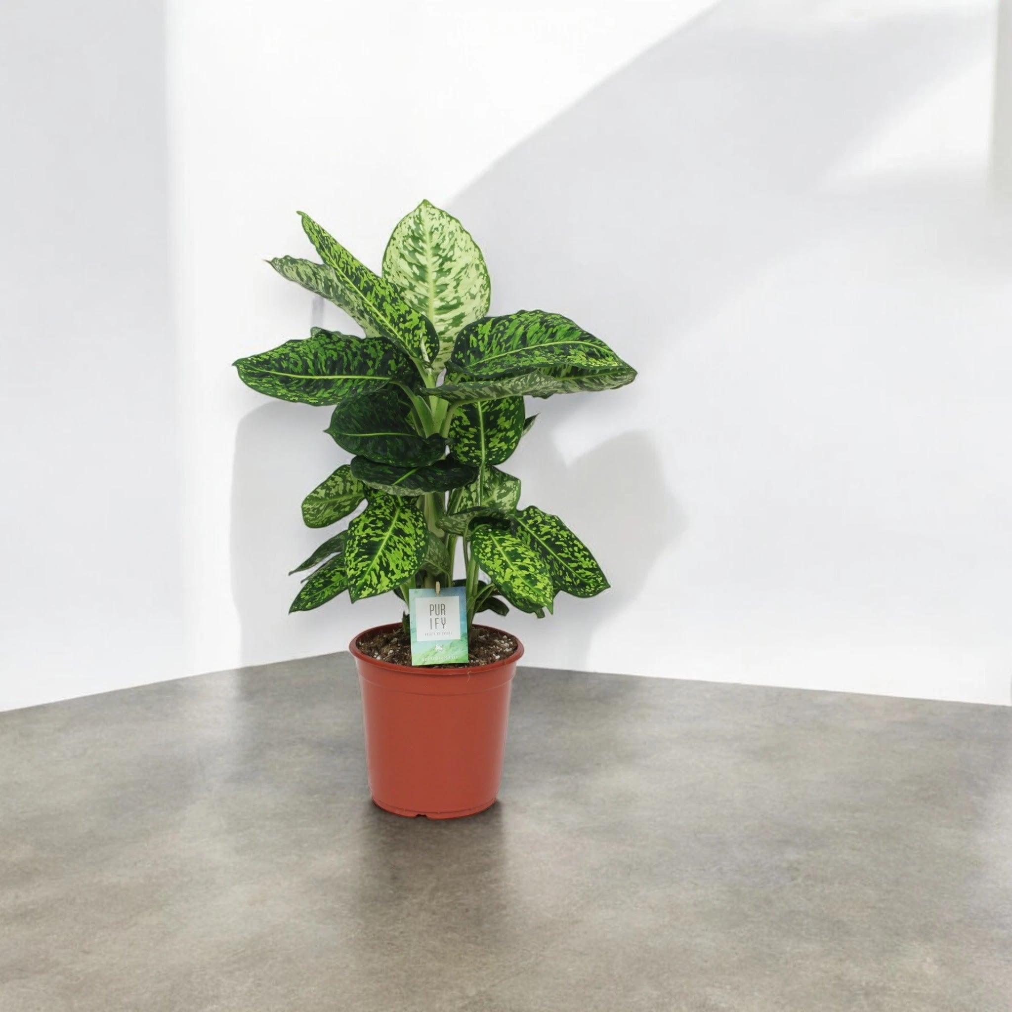 Dieffenbachia 'Reflector'