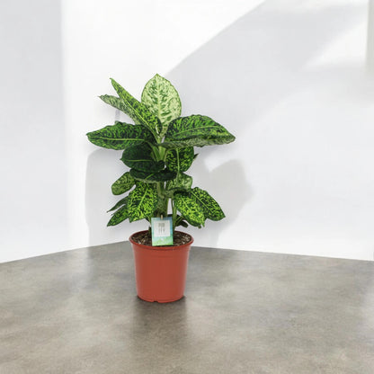 Dieffenbachia 'Reflector'