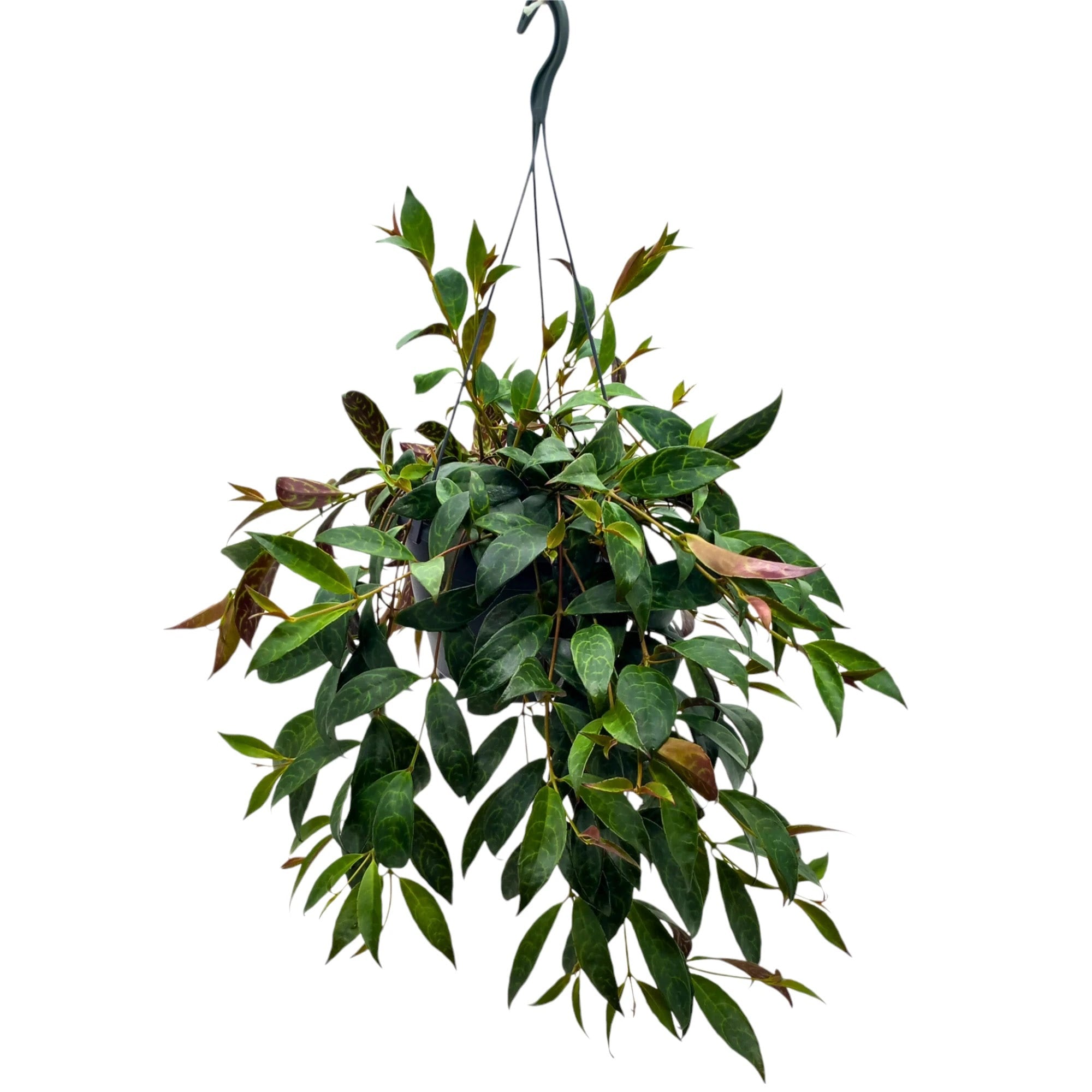 Aeschynanthus 'Mona Lisa'