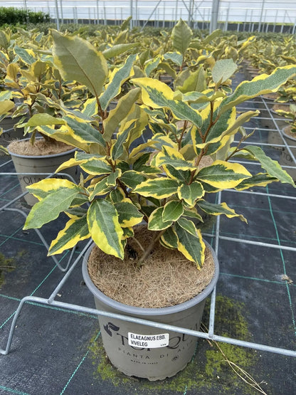 Dettaglio foglie Elaeagnus ebbingei Viveleg con margini giallo oro brillante su verde scuro