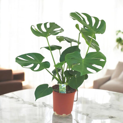Monstera deliciosa
