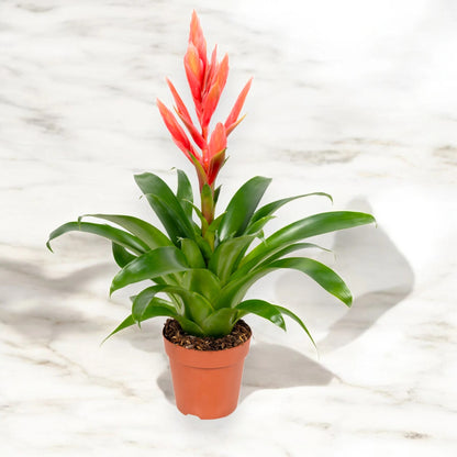 Tillandsia 'Ziva'