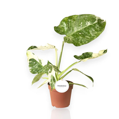 Philodendron Jose Buono con grandi foglie variegate bianco-verde in vaso decorativo da interno