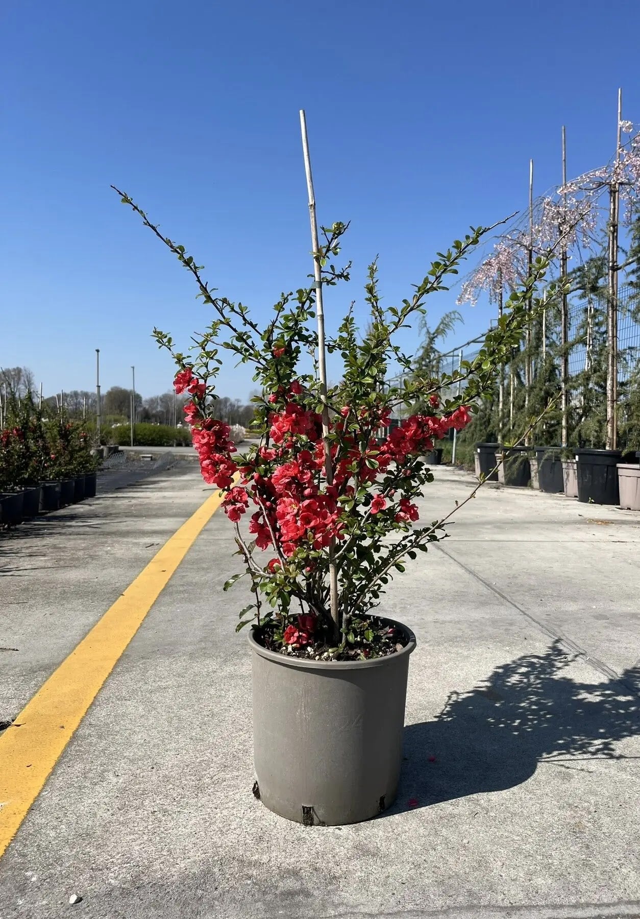 Dettaglio fiori rosa chiaro di Chaenomeles Pink Lady su ramo