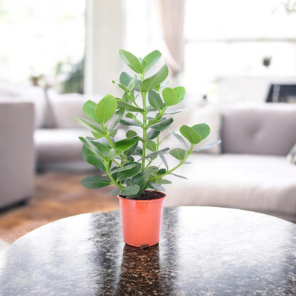 Clusia rosea