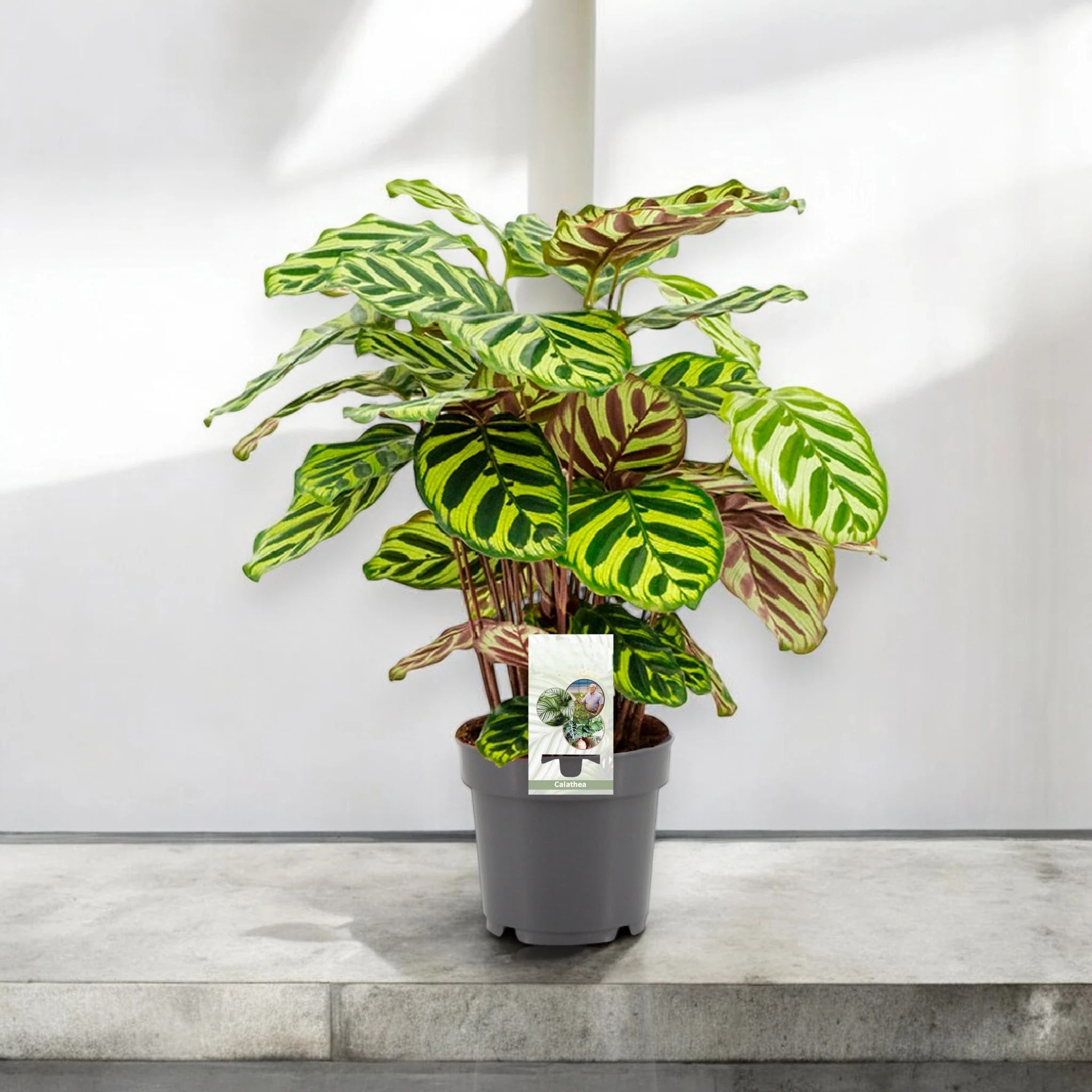 Calathea makoyana