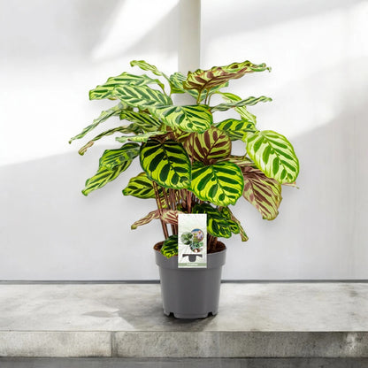 Calathea makoyana