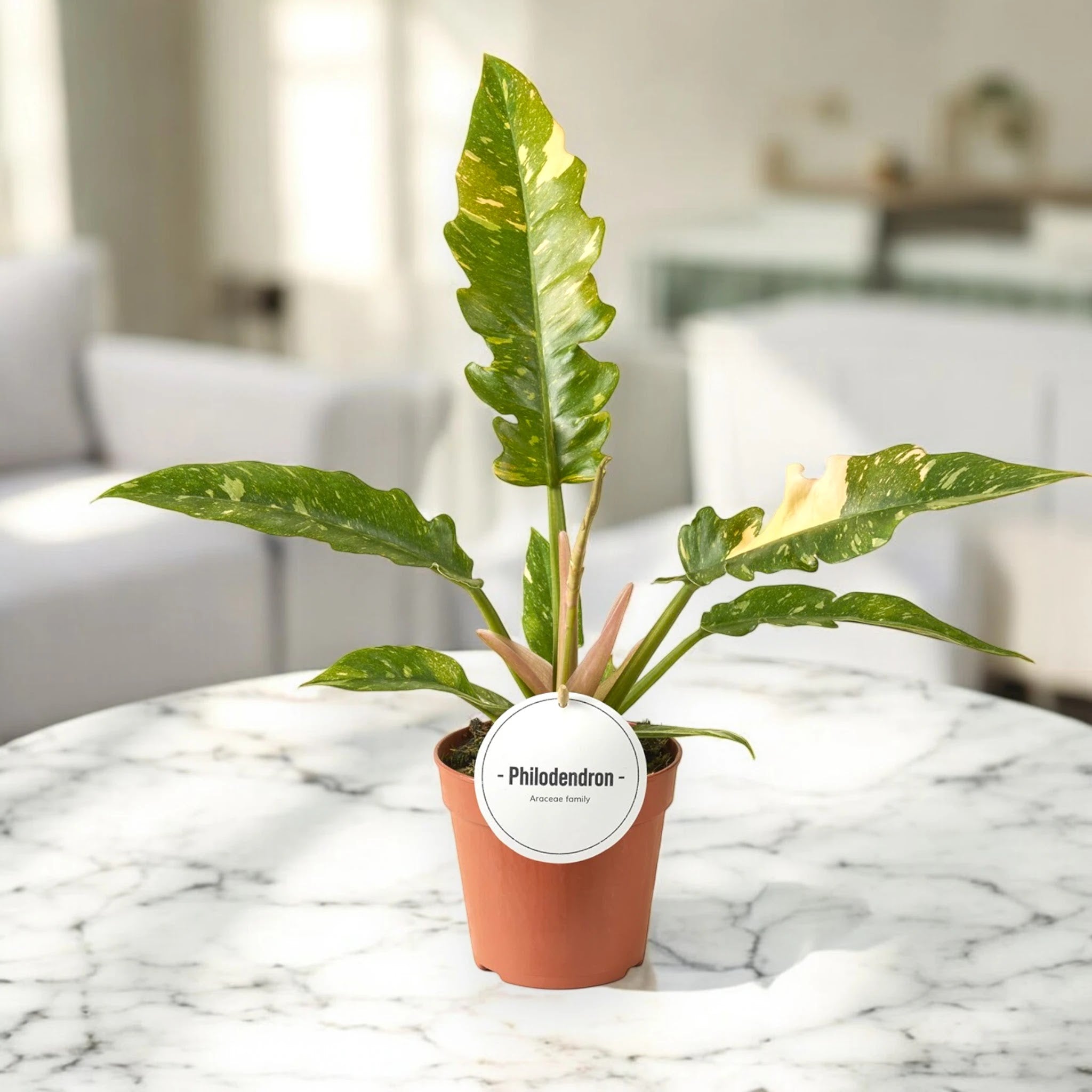 Philodendron ring of Fire