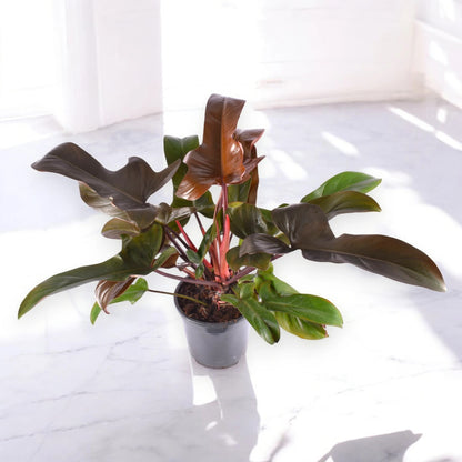 Dettaglio foglia lobata Philodendron Florida Bronze con riflessi bronzati e venature verdi