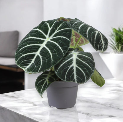 Alocasia 'Ninja'