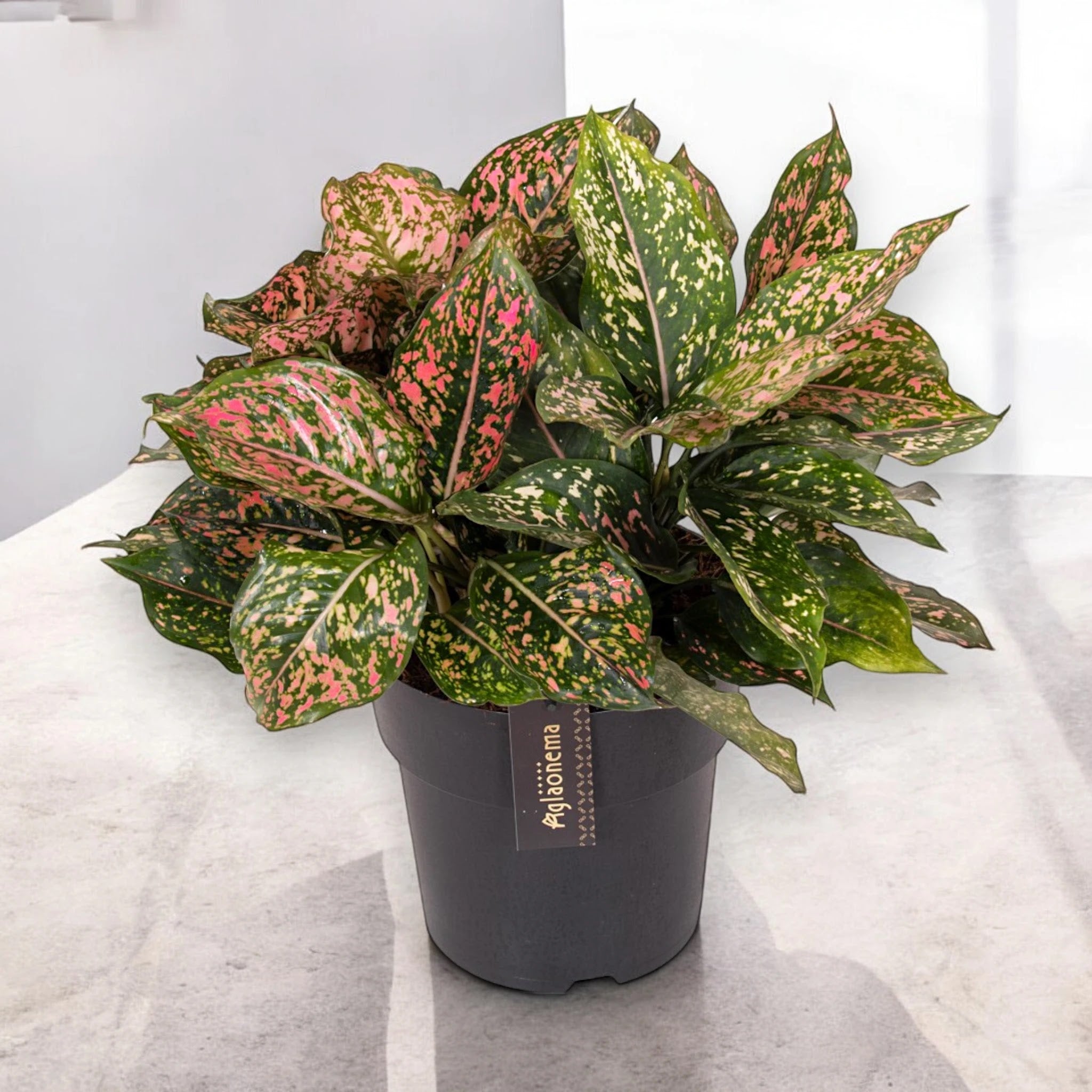 Aglaonema 'Pink Leopard'