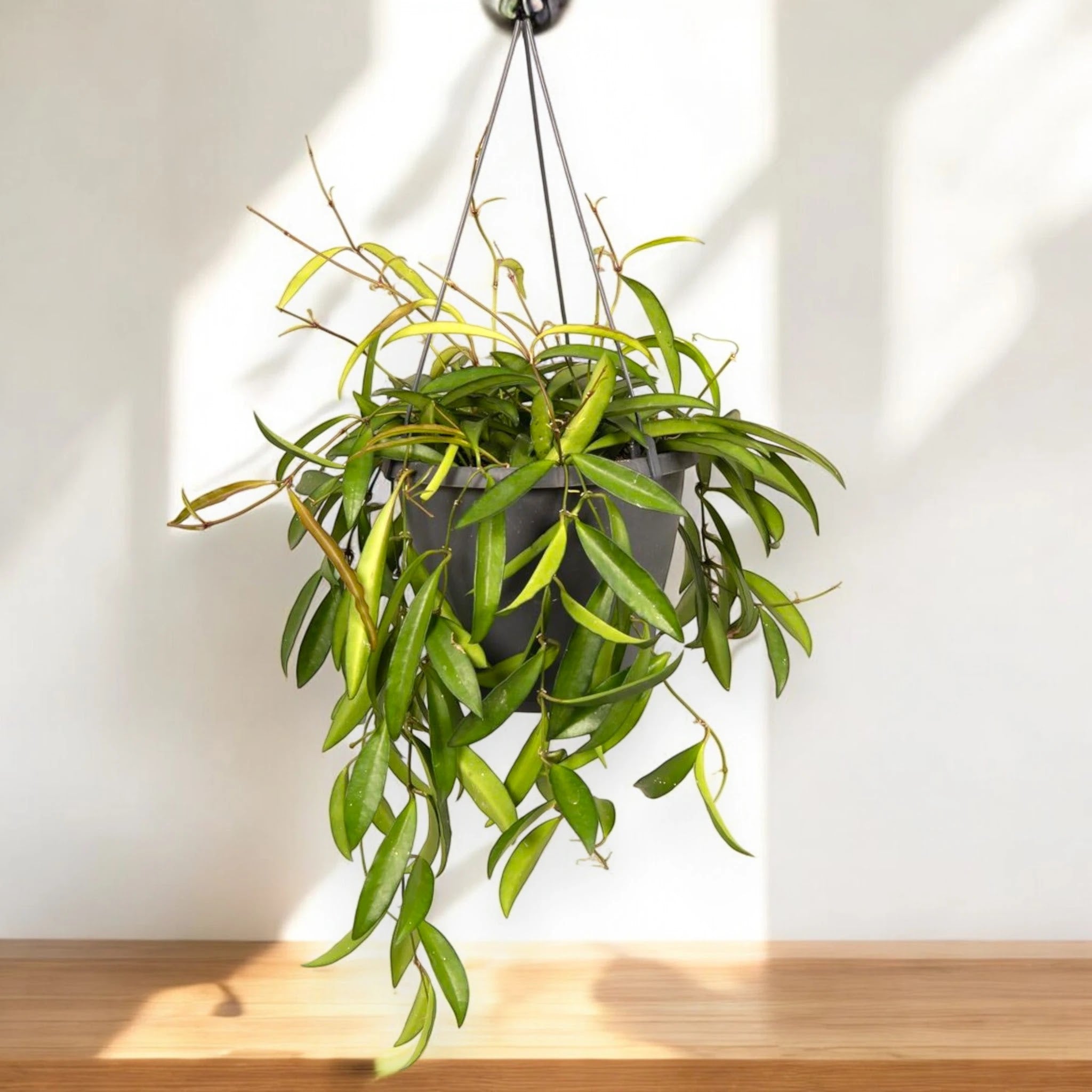 Hoya wayetii
