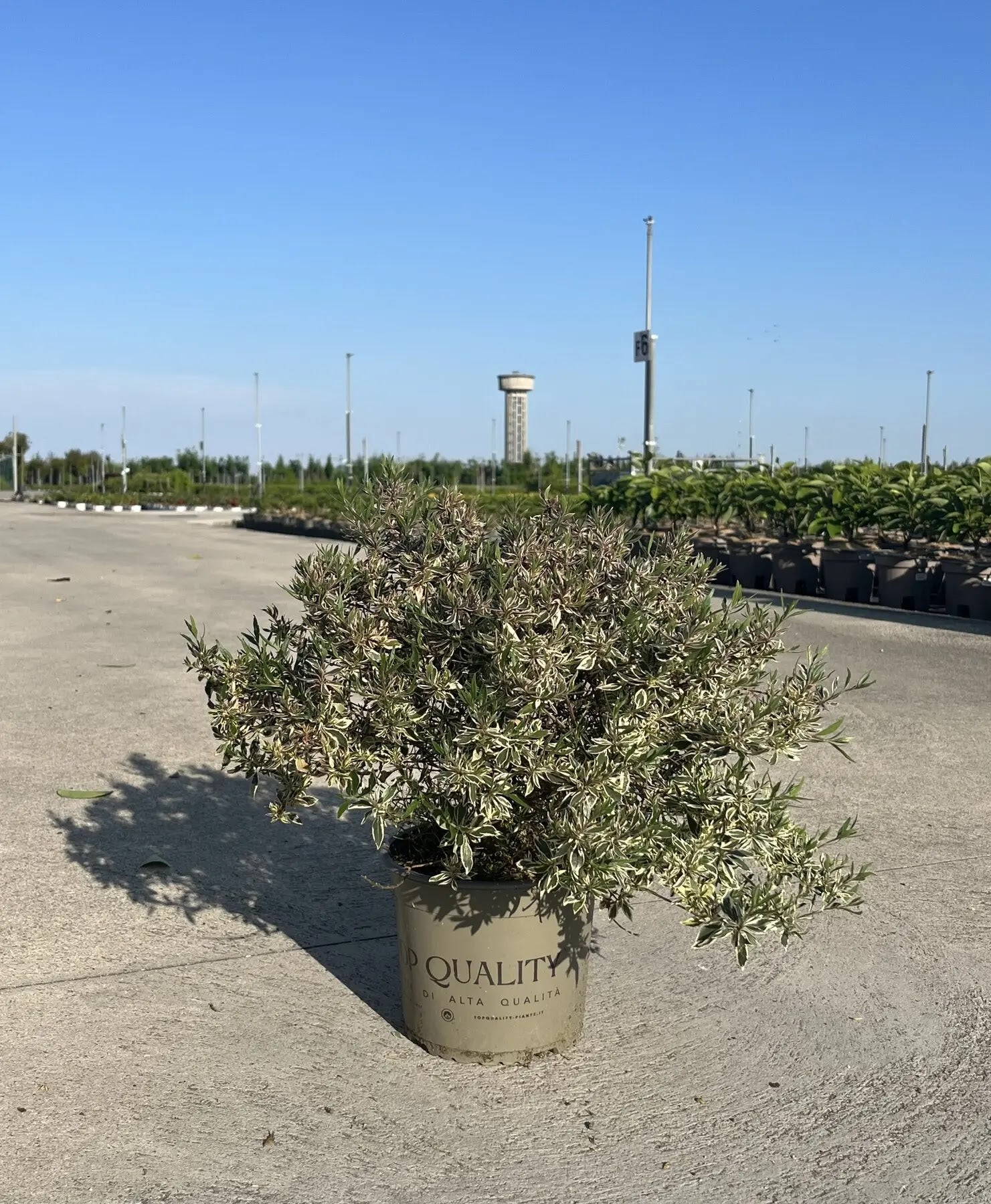 Abelia grandiflora