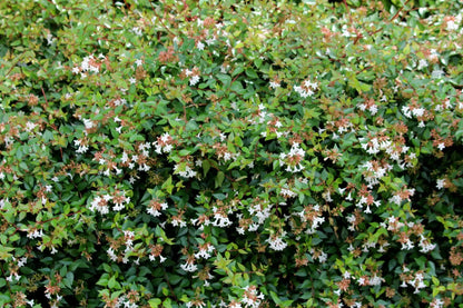 Abelia grandiflora