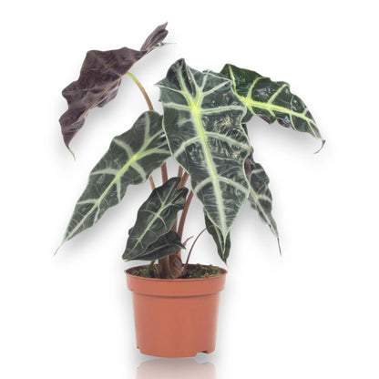 Alocasia 'Polly'
