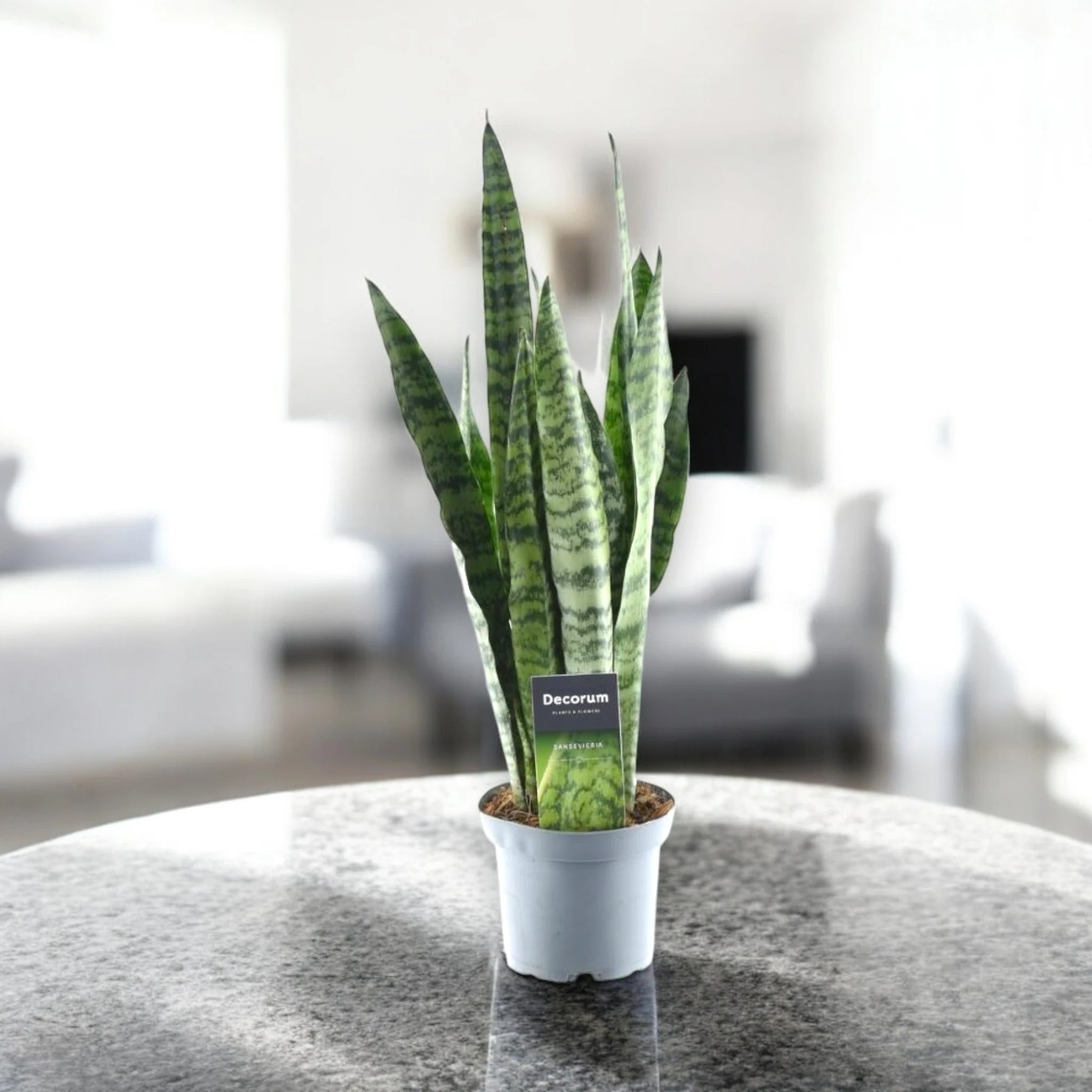 Sansevieria zeylanica