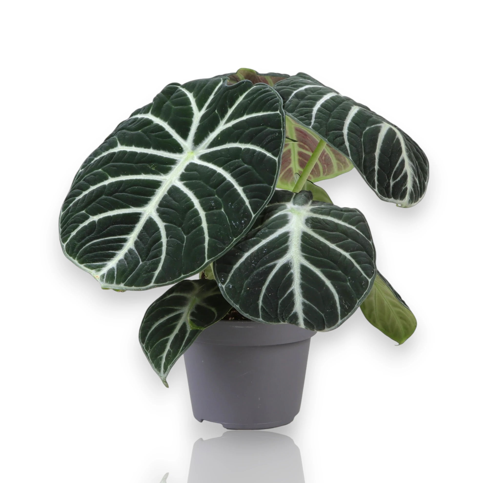 Alocasia 'Ninja'