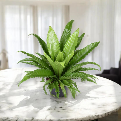 Asplenium antiquum in vaso, felce nido d'uccello con fronde larghe verdi lucide disposte a rosetta