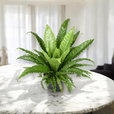 Asplenium antiquum Osaka con fronde larghe e lucide disposte a rosetta in vaso decorativo