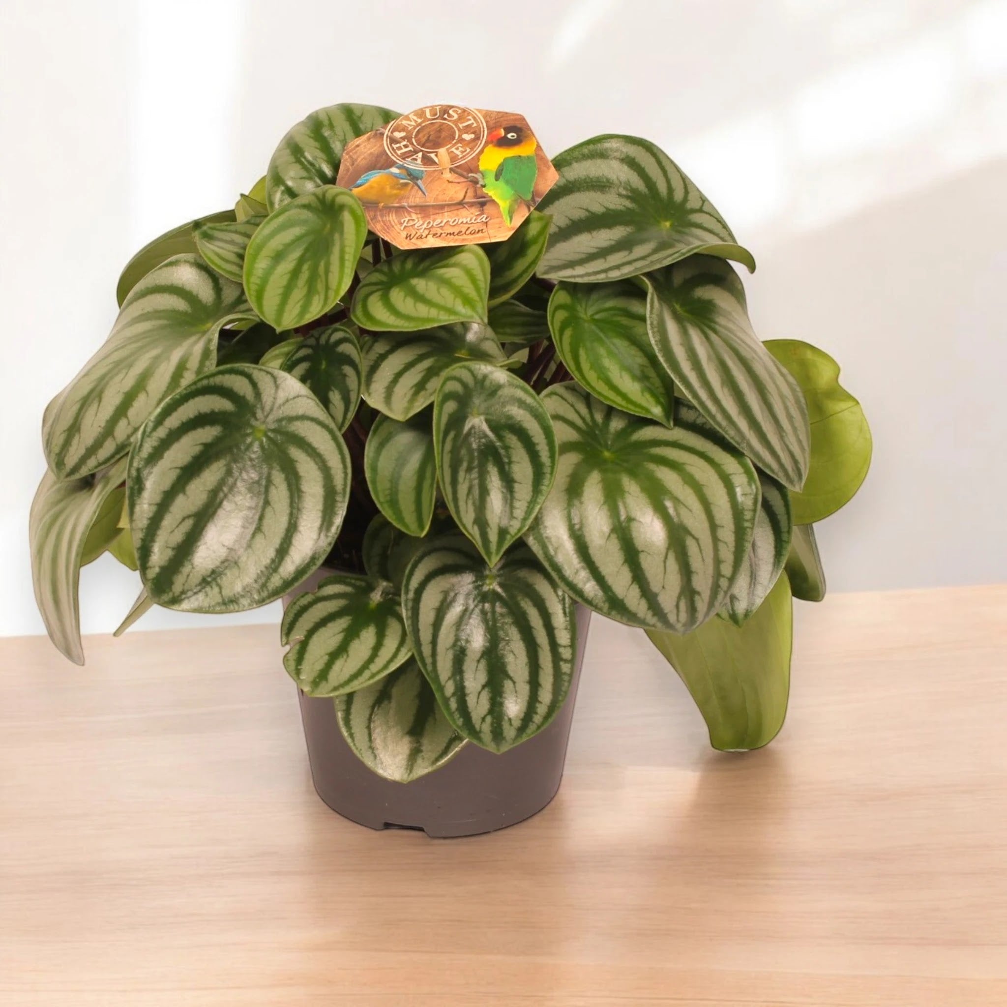 Peperomia argyreia