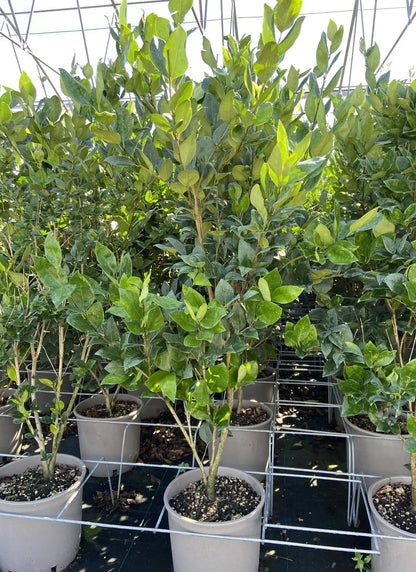 Ligustro - Ligustrum texanum