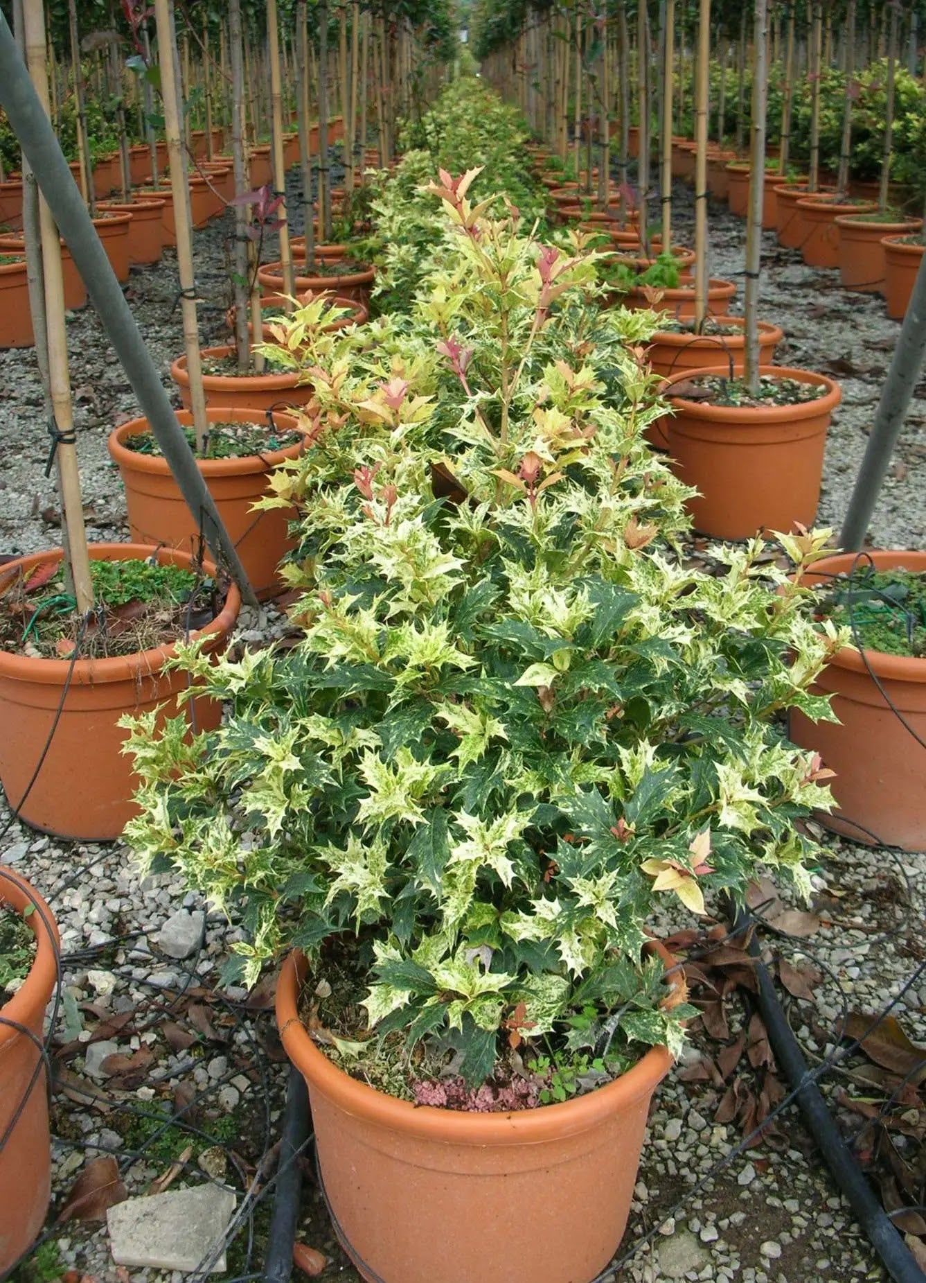 Osmanthus heterophyllus Tricolor arbusto sempreverde con fogliame variegato crema e verde in giardino