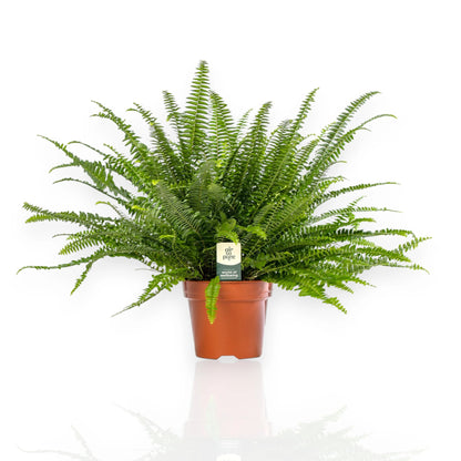 Nephrolepis exaltata Green Lady con fronde ricadenti in vaso decorativo da interno