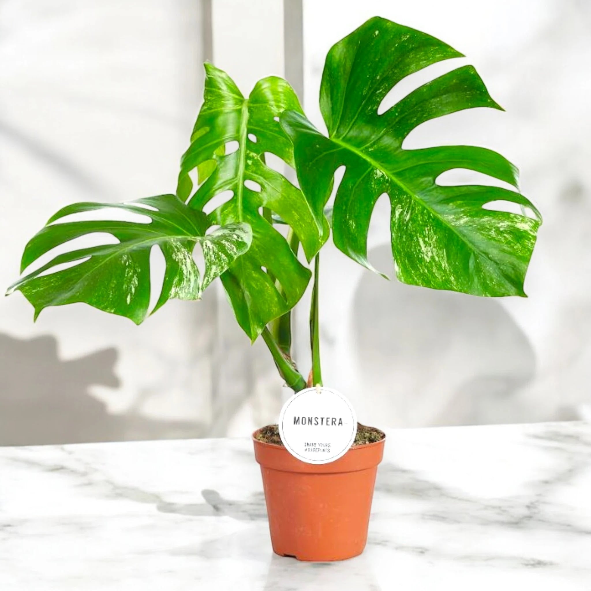Monstera deliciosa variegata