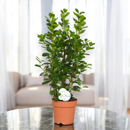 Ficus microcarpa 'Moclame'