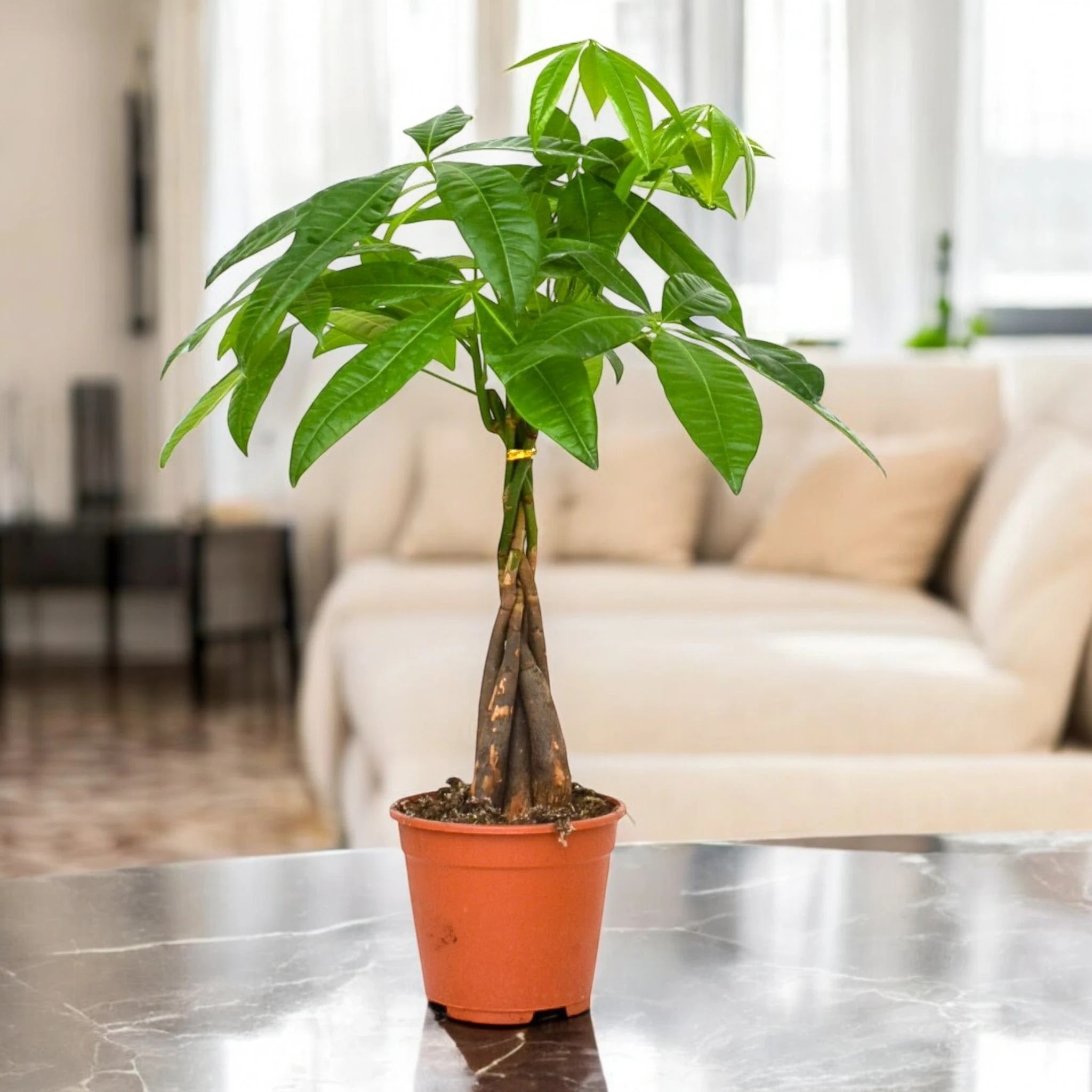 Pachira aquatica