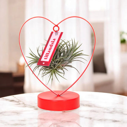 Tillandsia 'Heart'