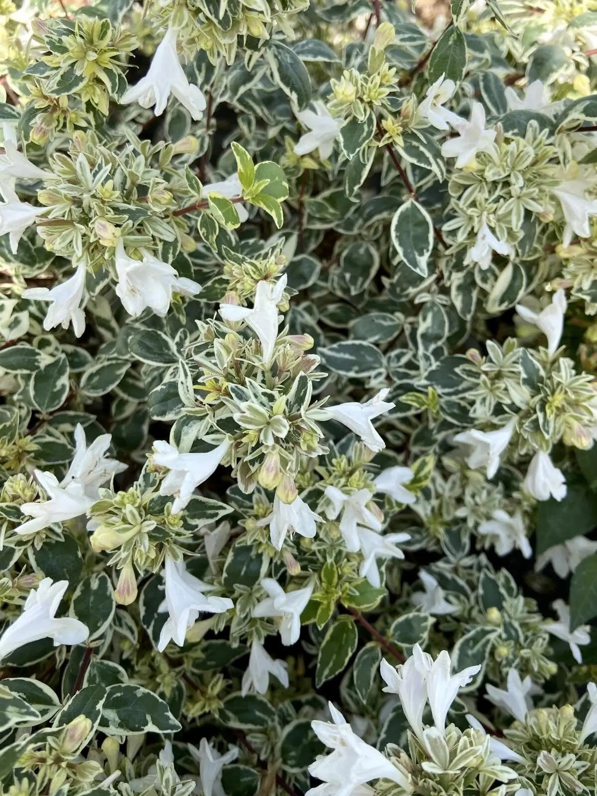Abelia grandiflora Sparkling Silver con fogliame variegato argento e fiori bianchi in giardino