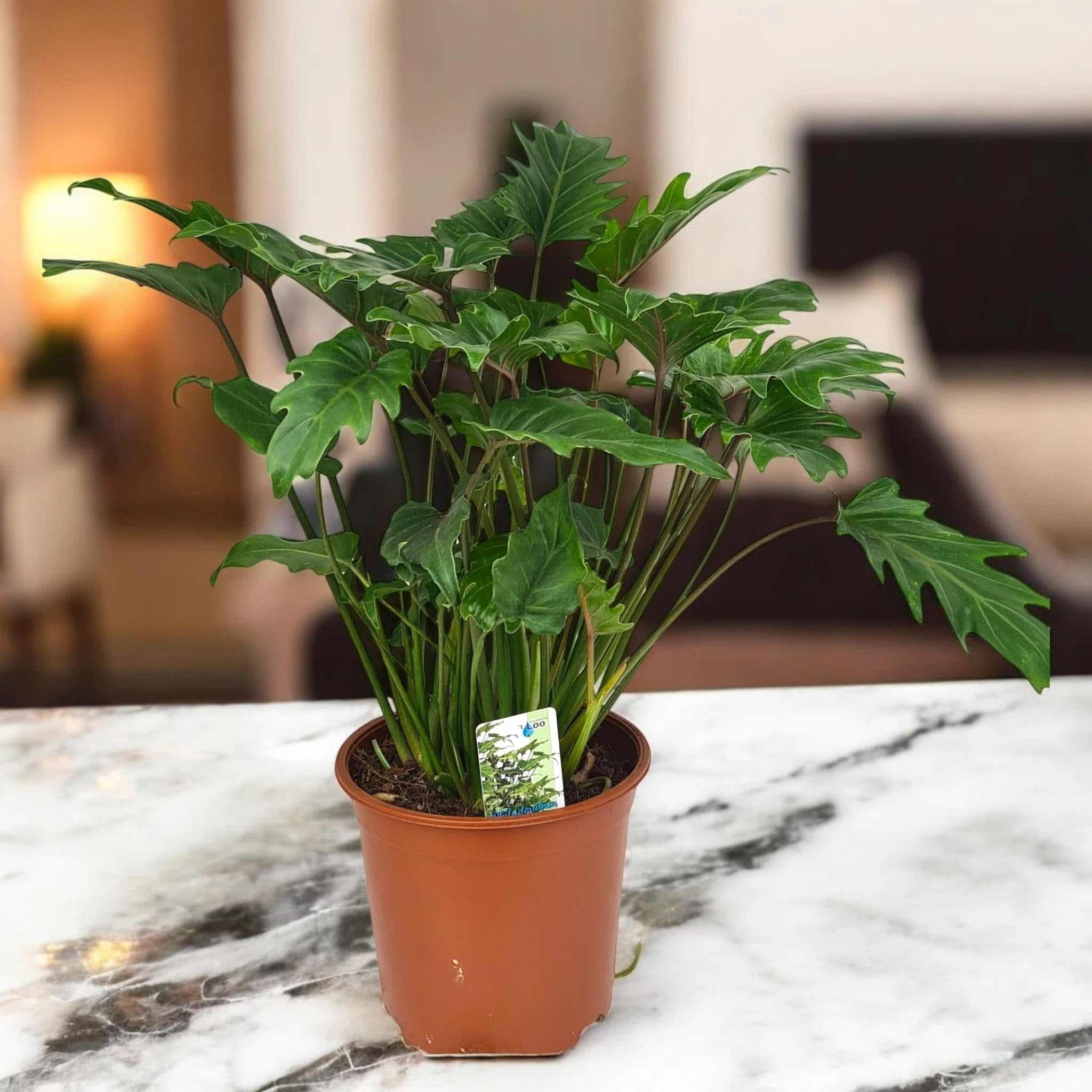 Philodendron 'Xanadu'