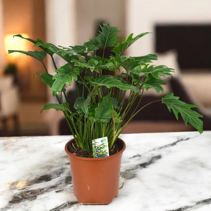 Philodendron 'Xanadu'