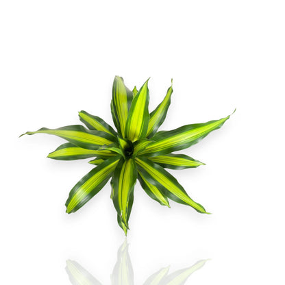 Dracaena fragrans Burley in vaso, pianta da interno con foglie striate color crema