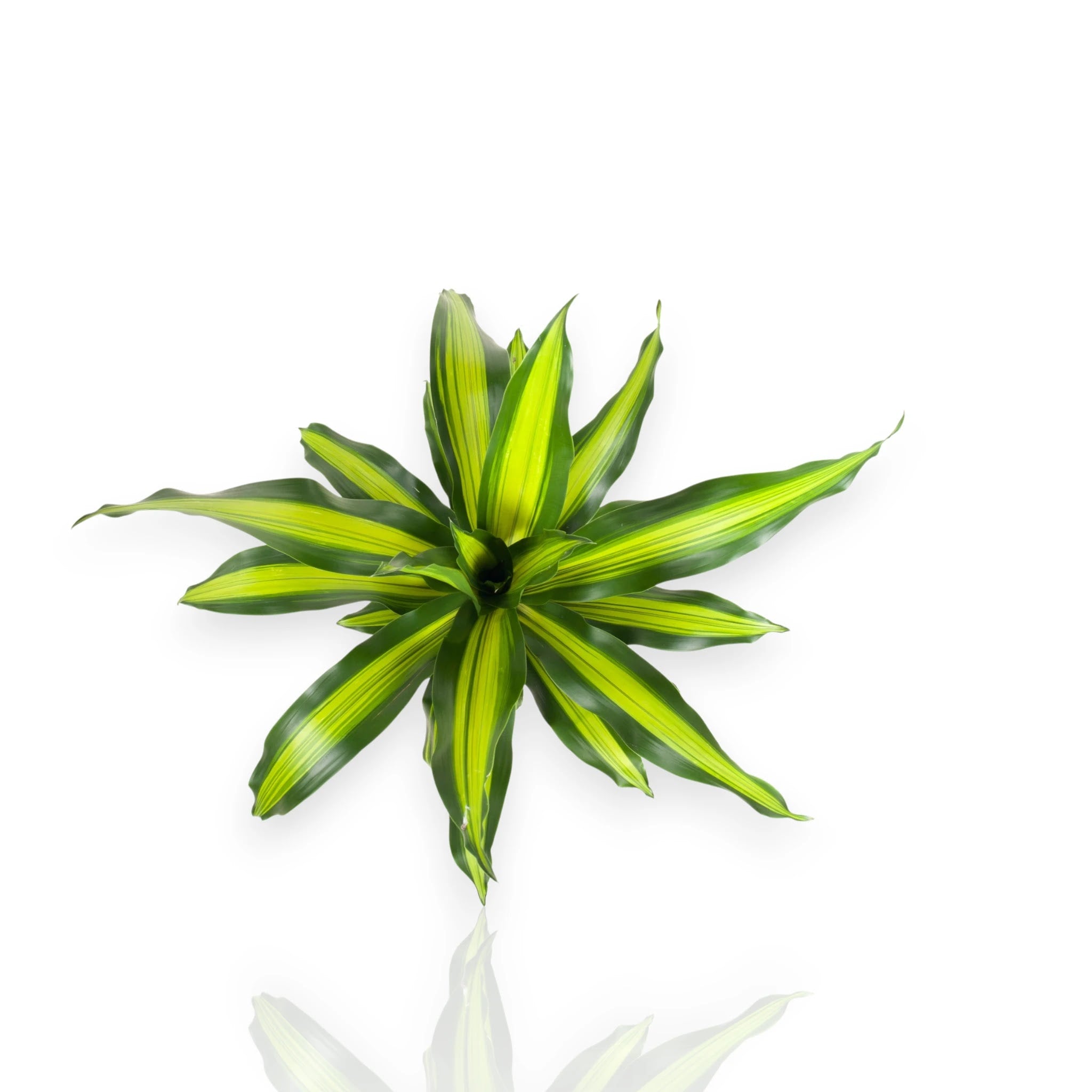 Dracaena fragrans Burley in vaso, pianta da interno con foglie striate color crema