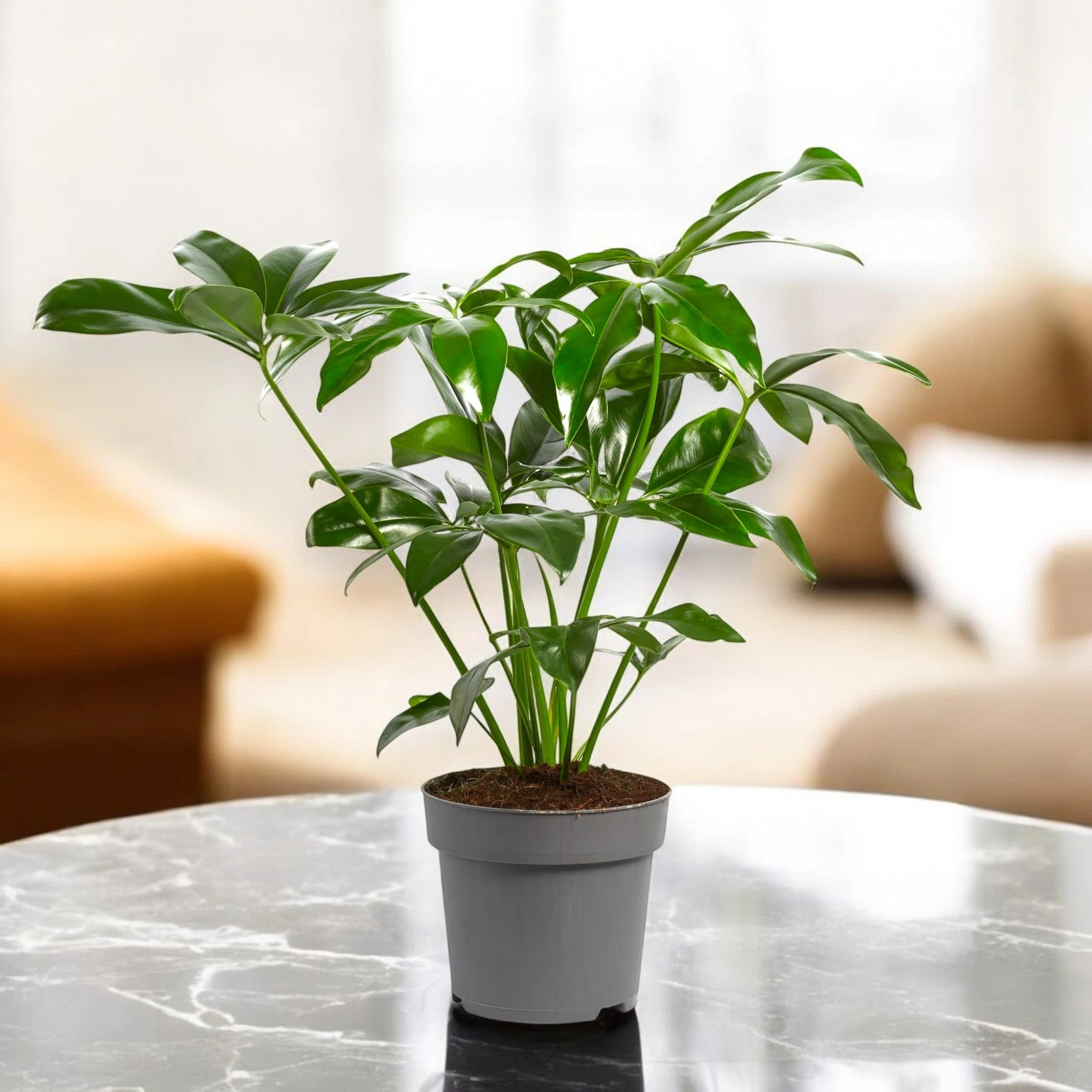 Dettaglio foglie verdi brillanti Philodendron Fun Bun Green Wonder