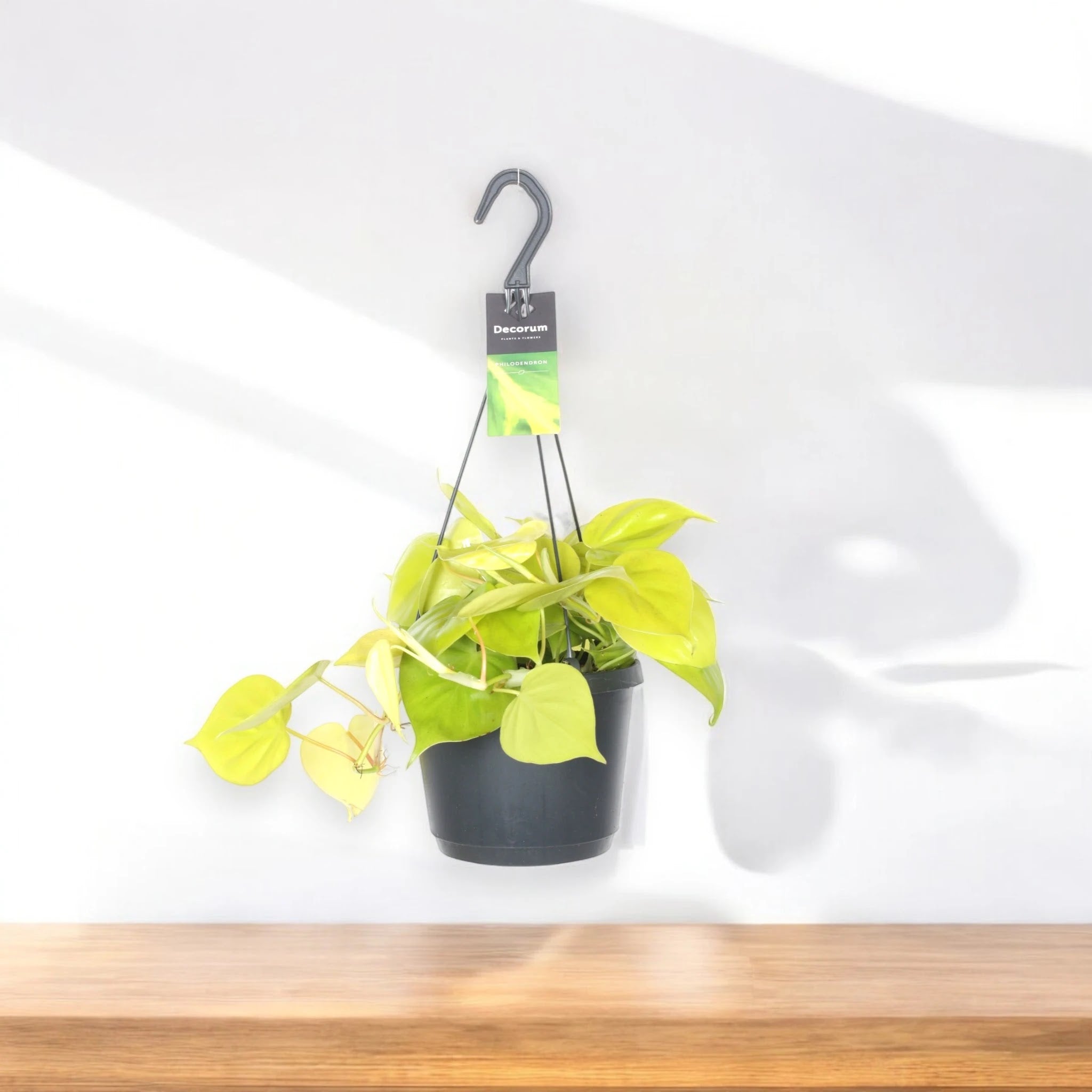 Philodendron scandens