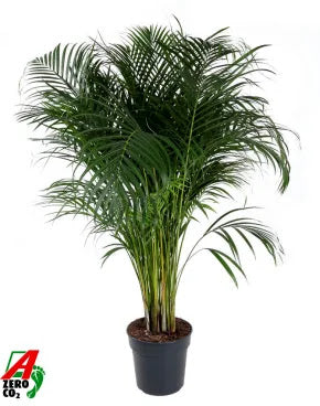 Dettaglio delle foglie pennate verde brillante di Areca Dypsis lutescens con nervature evidenti
