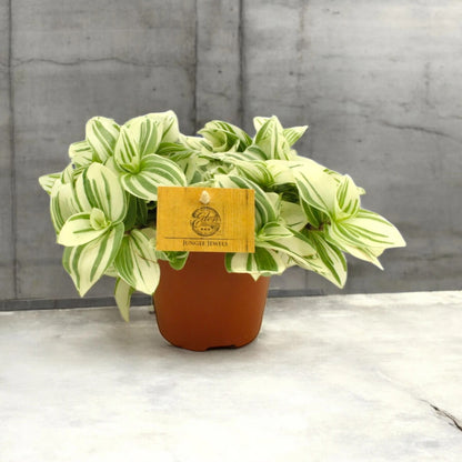 Tradescantia cerinthoides Brightness