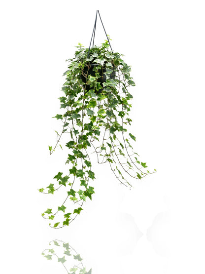 Dettaglio foglie variegate di Edera Mint Kolibri con bordi bianco crema su verde intenso